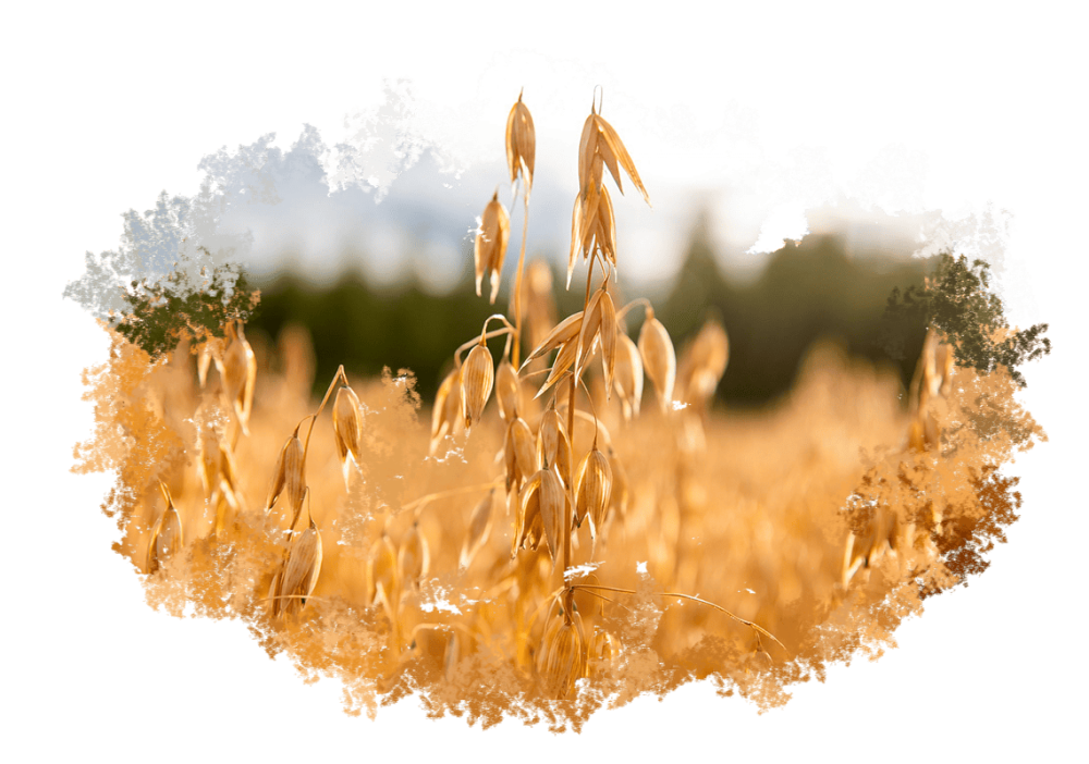 Овес