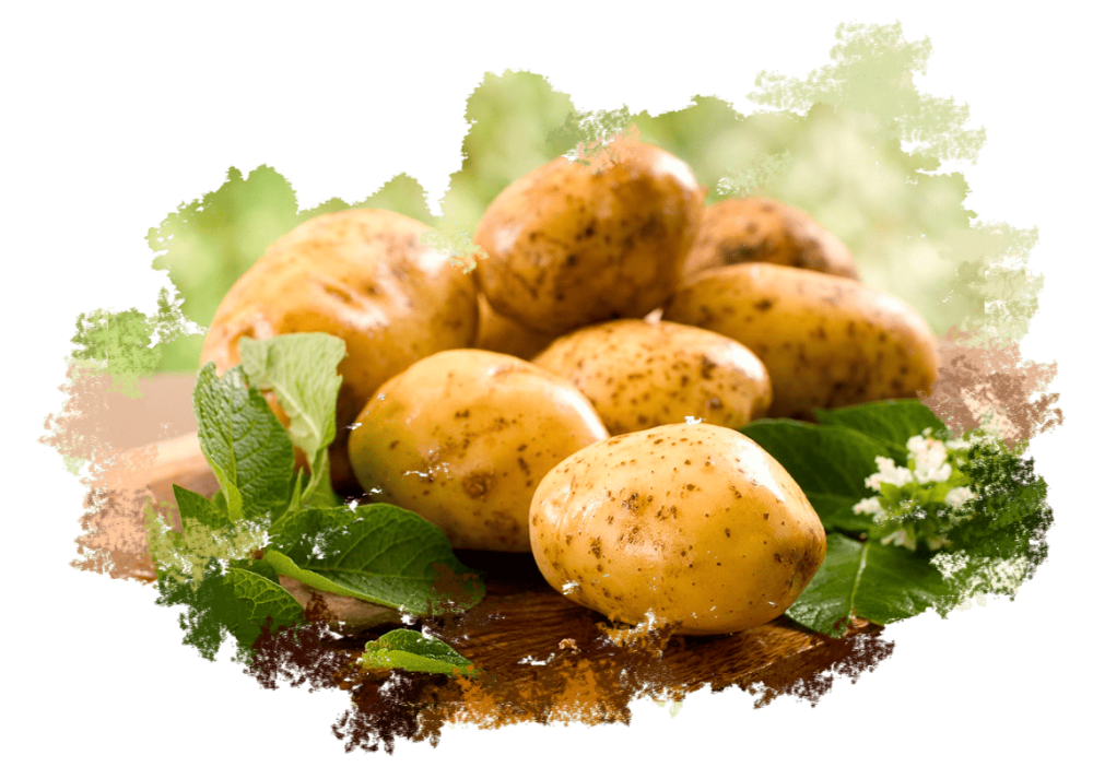 Картофель